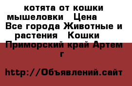 котята от кошки мышеловки › Цена ­ 10 - Все города Животные и растения » Кошки   . Приморский край,Артем г.